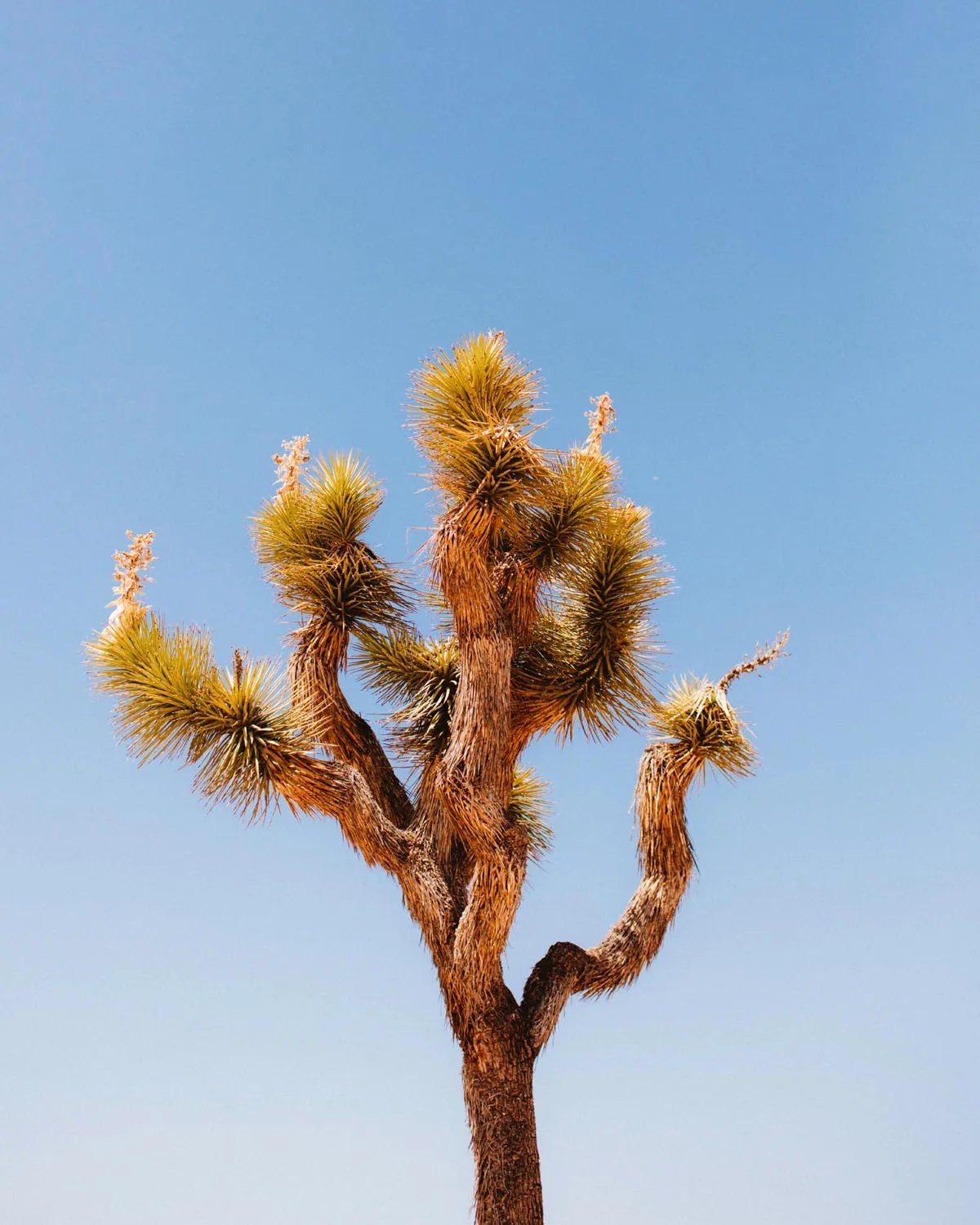 Rock Climbing in Recovery // Annual Joshua Tree Adventure