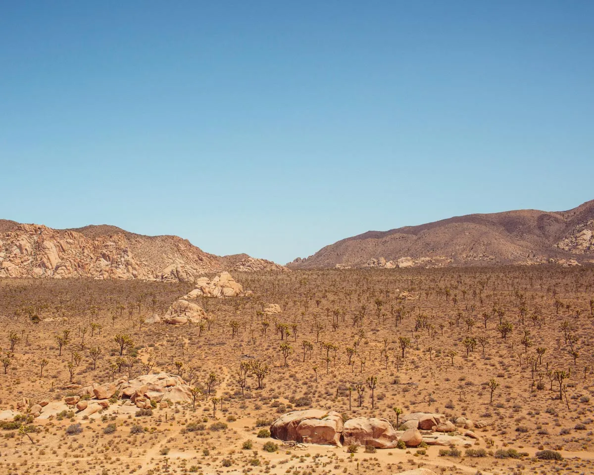 Rock Climbing in Recovery // Annual Joshua Tree Adventure