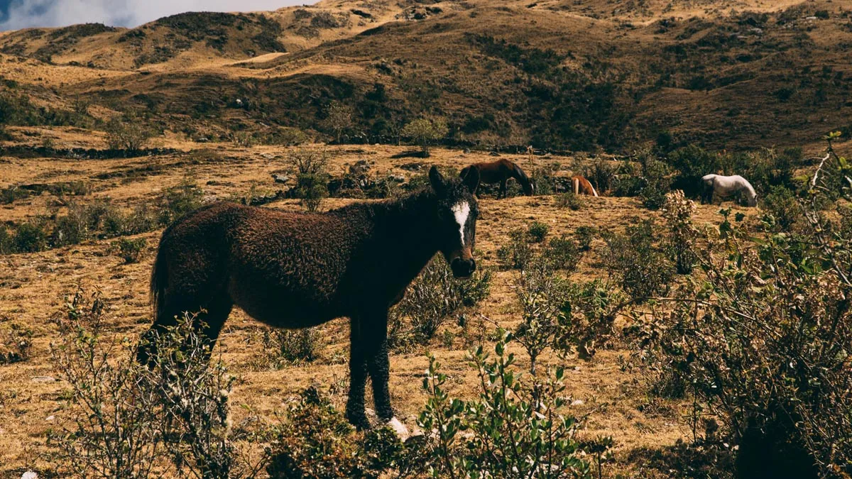 Following Dreams in Sobriety // A Journey to Machu Picchu
