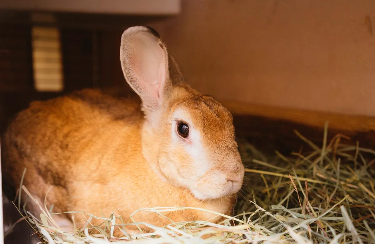 Too Many Bunnies Rabbit Rescue