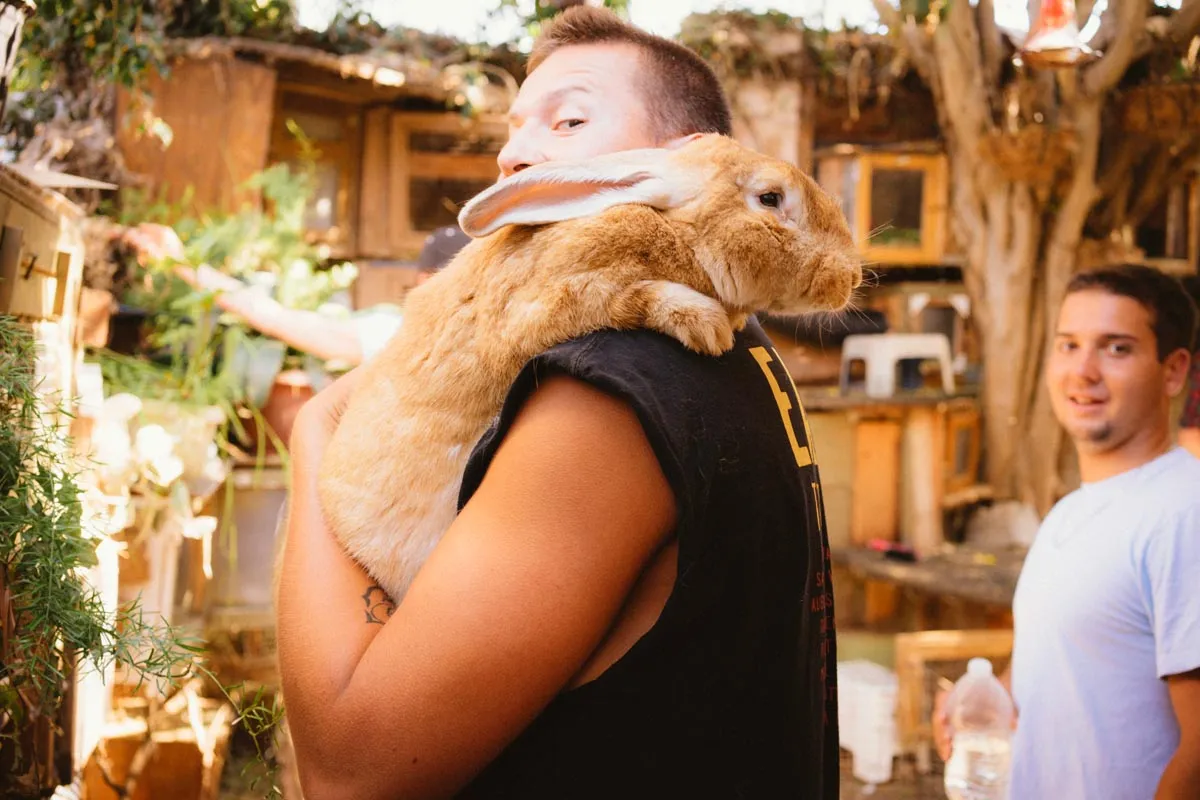Too Many Bunnies Rabbit Rescue