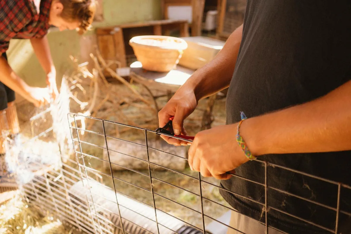 Too Many Bunnies Rabbit Rescue