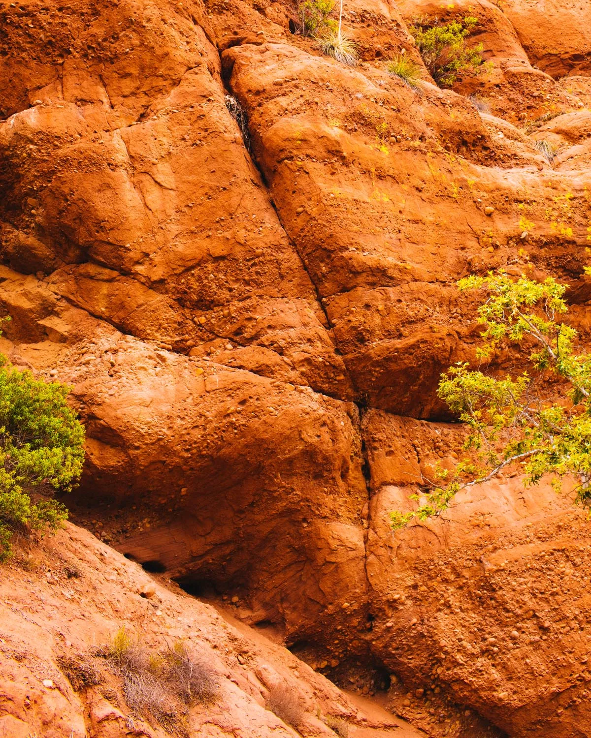 Red Rock Trail Cleanup & Hike