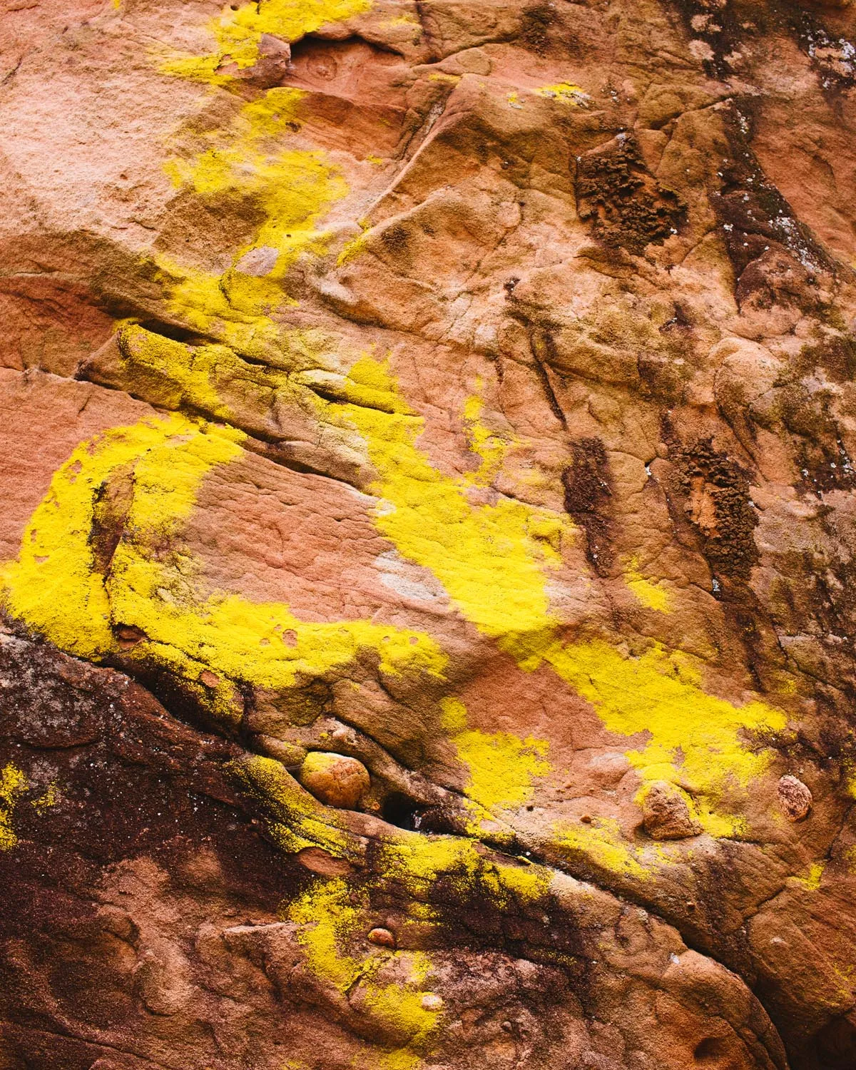 Red Rock Trail Cleanup & Hike