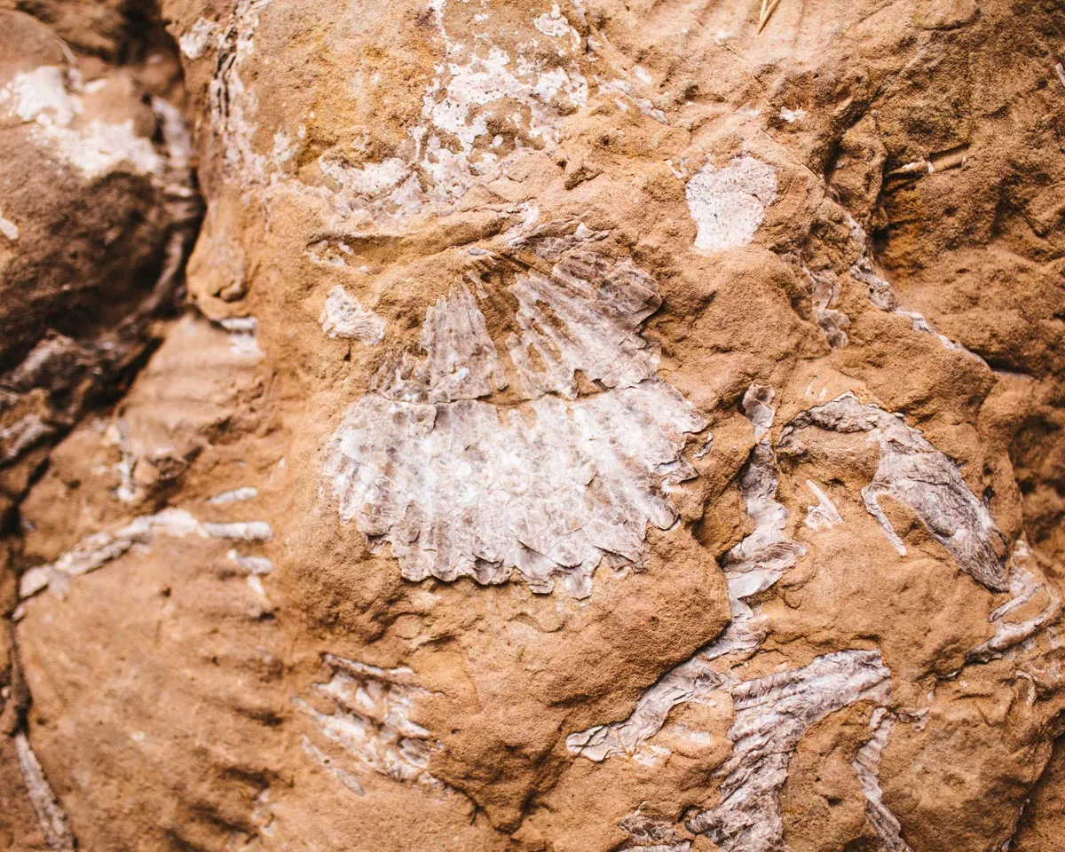 Red Rock Trail Cleanup & Hike