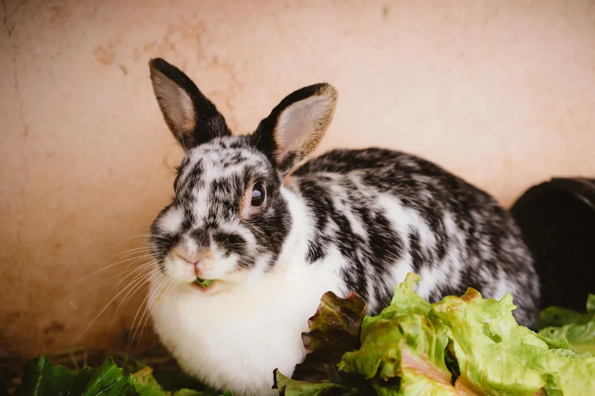 Too Many Bunnies Rabbit Rescue